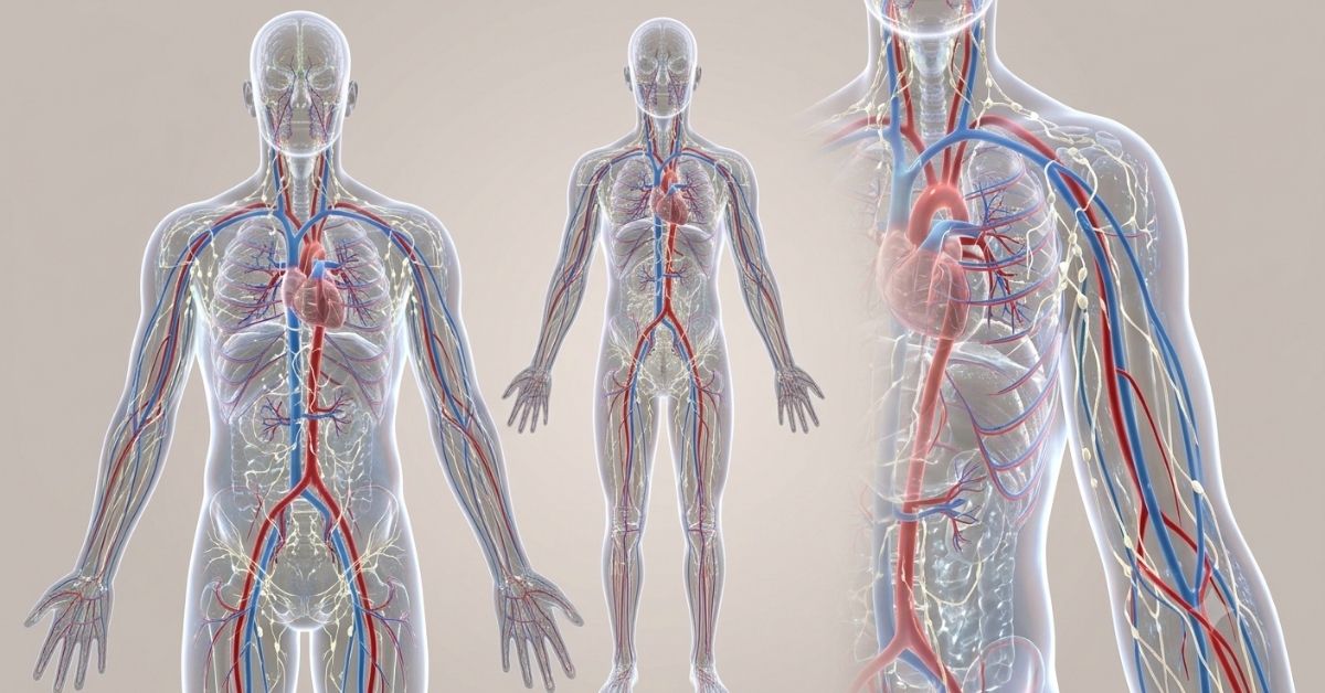 The Hidden System That Shapes Your Health: Why Your Lymphatic System Deserves More Attention